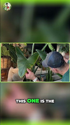 Alocasia Yellowing? Simple Fixes for Your Plant!