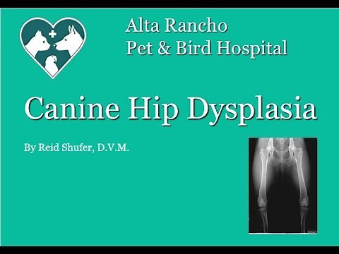 Canine Hip Dysplasia Presentation