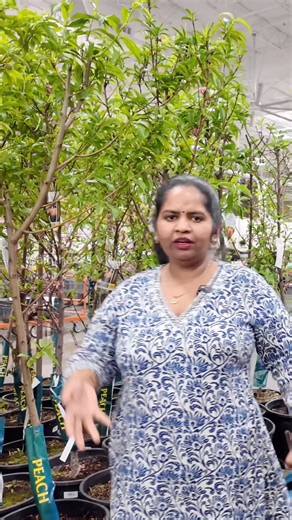 29 reactions · 3 comments |  Spring Costco Finds – Gardening...