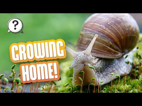 How do snails get their shells? | But Why Bites | Vermont Public PBS