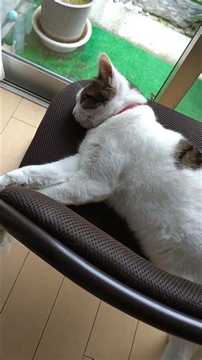あんにゅいネコ #ねこ #久保田利伸＆玉置浩二 #TiAmoカバー