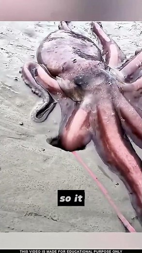 Watch How Octopuses Escape From Aquariums 🐙