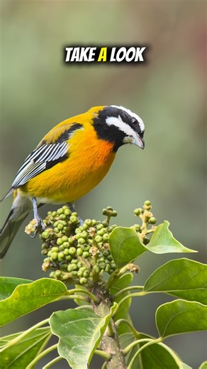 Birding Guide & Photographer | Have you ever seen a bird so stunning? The Jamaican Spindalis is only found on…you guessed it - JAMAICA! 🇯🇲🇯🇲🇯🇲 We’ve already detected... | Instagram