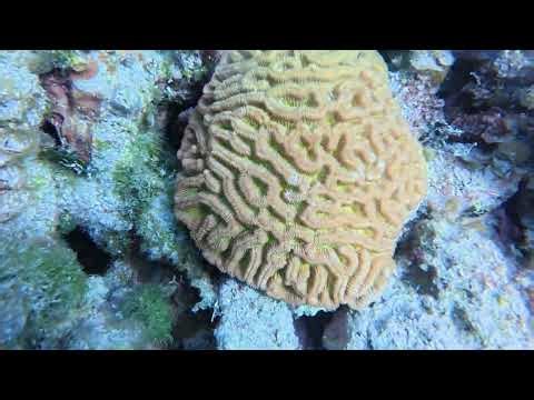 Reef Encounters: Diving Into the Secret Lives of Bahamas Invertebrates