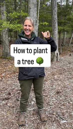 Trees are a big investment, both financially and as structure in your yard. This may seem basic but actually there are a lot of things to consider. We were discussing small trees here, that will get between 20-25 feet wide. For larger tress, expand the spacing accordingly. Other tips: 1. Remove the wire cage if there is one (burlap generally decomposes and is there to hold the soil together around the roots). 2. Don’t stake it unless it’s very windy where it’s situated. 3. Don’t put too much mul