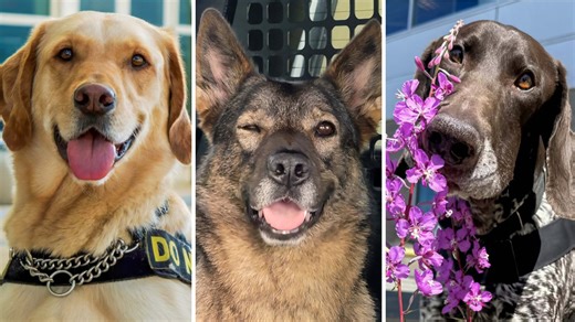 TSA releases ‘paw-some’ 2026 canine calendar featuring airport pups