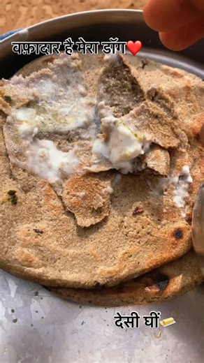 _Sheri___laddo__2222 on Instagram: "#biggestpitbullinindia #xxl American bully"