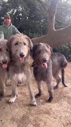 28K views · 2.6K reactions | Irish wolfhound 珞 | Irish Wolfhound Club | Facebook