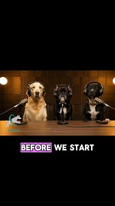 Roy survived the list dogs don’t come back from. Now he just needs one person to see him. Just one. If you can open your heart and your home, he’s ready to give you every bit of love he’s been saving. Please reach out to Pawz of Fame for more info. | DogPack