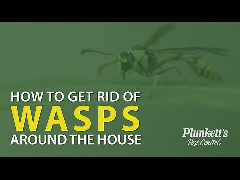 How To Get Rid Of Wasps Around The House