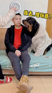 The boat of friendship can capsize at any time, and a piece of sincerity is entrusted to the wrong person after all😂 #dog #dogfunny #dogstagram | Xiang Wei and Yi Tuo Dog