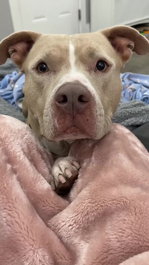 Dogs Singing for Food: A Musical Treat