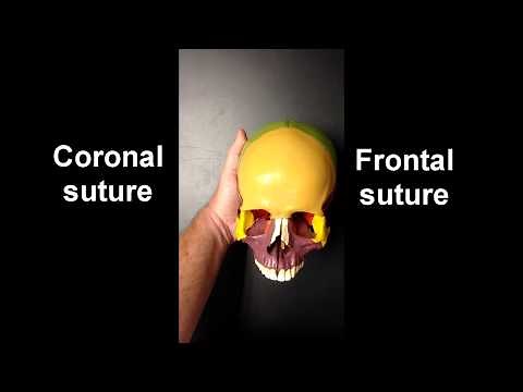 Anatomy of the Skull (Part 1)