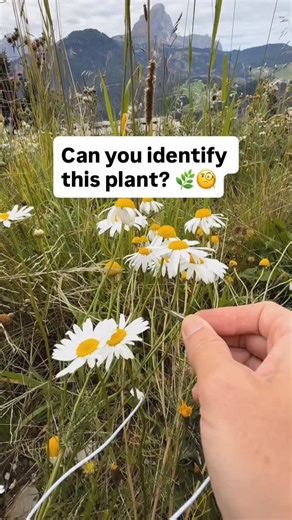 PlantWave on Instagram: "Can you identify this plant? When we first saw these flowers, we thought they were daisies. Our followers quickly pointed out some key differences. The yellow part of a daisy is more flat, while these ones are domed. A daisy’s leaf is also more shaped like a spoon, while this one’s leaves are more like a feather. Can you guess what plant this is? Learn more at PlantWave.com #flowers #nature #plants #plantidentification #wildflower #foraging"
