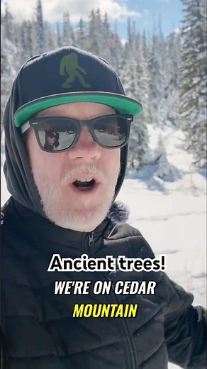 I Found The Oldest Tree In The World