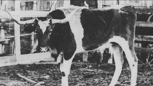 He’s been the University of Texas mascot for over 100 years, but where did Bevo get his name?