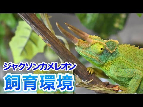 Introducing the breeding environment for Jackson's chameleons!