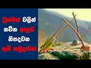 "වැලී ඔෆ් ලොස්ට් ඈන්ට්ස්" Movie Review Sinhala | Ending Explained Sinhala | Sinhala Movie Review