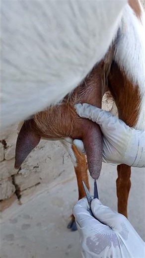 Unblocking the goat's teat to extract milk