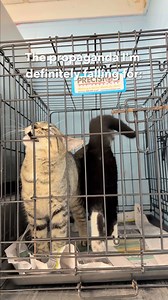 How could you not fall for these faces? Our adoptable cats are ready to win you over with their cuddles, purrs, and endless love. Adopt today and make your heart their home! | Carteret County Humane Society