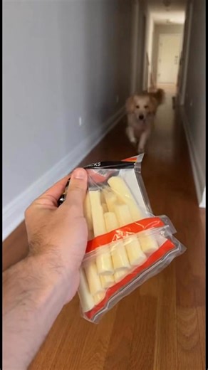 How to call your dog without saying a word 😂 works every time | Capy Papi