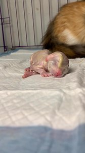 523K views · 4.6K reactions | kitten new born #cat #kitten | Republic Of Cat | Facebook