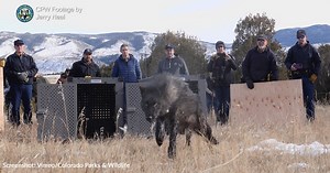 History Made In Colorado As Five Gray Wolves Are Released In Mountains | GreaterGood