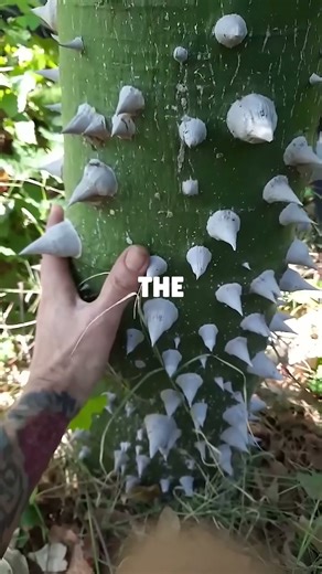 This Tree Is Actively Trying To Kill You ☠️