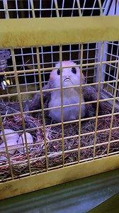 Spend time with porgs and other exciting creatures at the Star Wars: Cargo Bay on the #DisneyWish, the newest ship to join the Disney Cruise Line fleet. | Star Wars