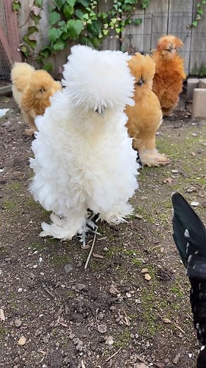 Charming Chicken Chatter - Miniature Chickens Purring and Chirping