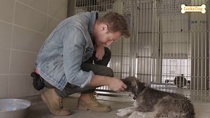 4.8K views · 411 reactions | This weekend on an ALL NEW episode, Eric meets Lady - a young Terrier mix who could be the perfect match for a man who survived a devastating childhood illness! | Lucky Dog | Facebook