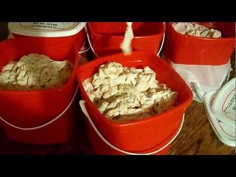 The correct way to clean Chitterlings!