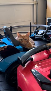 22K views · 3K reactions | I like to just relax in one of my parked cars. Sometimes Mom walks around looking in all of them to find me.  #cars #coolcars #garage #happy #hideandseek #fun #catsofinstagram #lamborghini #rest #relax #beautiful #cat #tigerjojo #reels | Tiger JoJo | Facebook