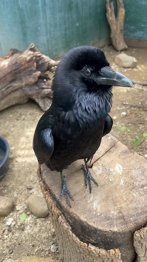 This handsome Common Raven (ORC patient 23-702) was finally transferred to their new permanent home this morning where he/she will be an education ambassador for their species! This patient was surrendered to us by a reporting party who illegally raised and kept the raven in their home for a year before offering to give the bird to a wildlife education program in their area, who advised the RP to bring he/she to our Center. Not only are federal permits required to place any animal in an educatio