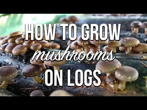How to Grow Mushrooms on Logs | Complete Inoculation Walkthrough!