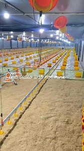 91K views · 1.2K reactions | Brooding set up.tunnel vent. | Carlito Estabaya | Facebook