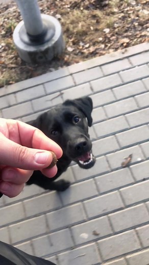 Effective Dog Training Techniques for Labrador Breeds