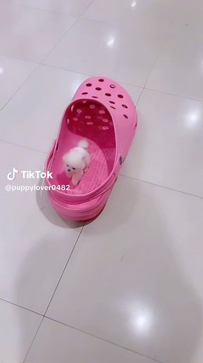 #puppy #pets #fypシ #foryou | teacup dog