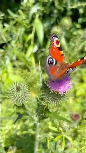 Warum lieben Schmetterlinge diese Distel? 🦋💜