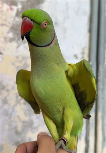 Parrot Sounds - Enjoy the Melodic Calls of Indian Ringneck Parrots