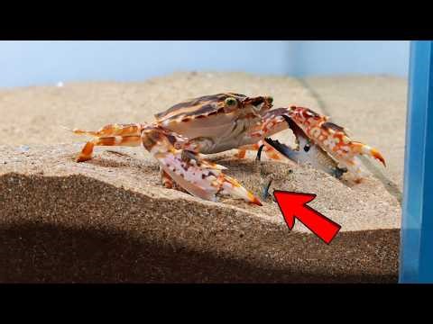 How the Weakest Crab Became the Boss… It Wasn’t Luck (Crab Evolution Story)