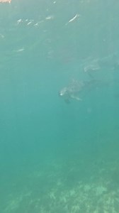 23K views · 71 reactions | Surrounded by Wild Dolphins while spearfishing off of Key West, FL #keywest #lifeontherockscharters #traveltiktok #thingstodoinkeywest #fyp #thefloridakeys #keywestfl #oceanlife #dolphins #dolphinwatching #keywestflorida #spearfishing #freediving #lobstering | Life On the Rocks Charters | Facebook