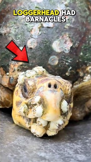 This Beautiful Sea Turtle Got Another Chance after Barnacles Removal #turtle #animals