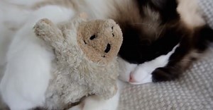 This Adorable Cat Loves His Stuffed Animals More Than ANYTHING!