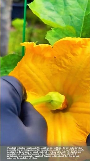 Tips for Pollinating Pumpkins
