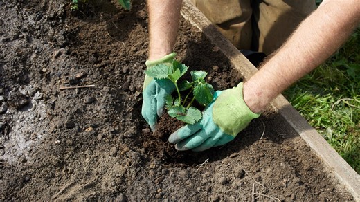 Schluss mit Unkraut: Die ultimative Lösung gegen Gras im Beet