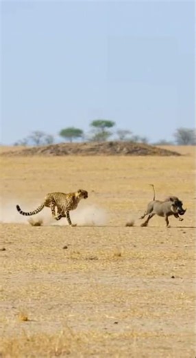 Ultimate Survival: Cheetah Evades Crocodile Attack to Chase Down Warthog!