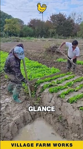 The MUDDY Secret Behind These White Vegetables 🌿 #Agriculture