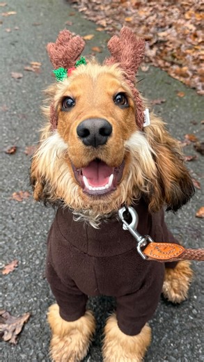 Puppy & Junior Christmas class Christmas fun and games, with a little splash of impulse control to balance energy levels out for the youngsters today. Little team game of decorate the tree after navigating the obstacle course, and some red bauble, green bauble! This was a proper giggle this morning, well done everyone. Have the best first christmas with your pups! #puppyclass #juniorclass #xmasfun #loveyourdog #trainyourdog | Westwick K9 Academy