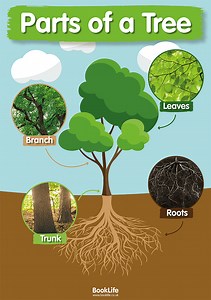 Parts of a Tree Poster